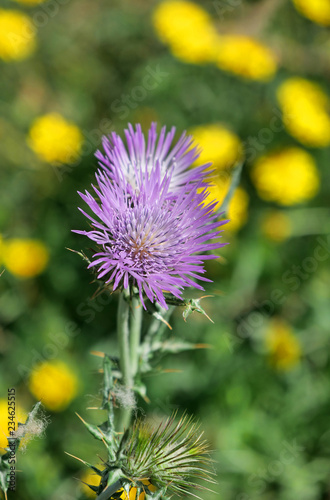 Thistle in bloom with yellow flowers behind
