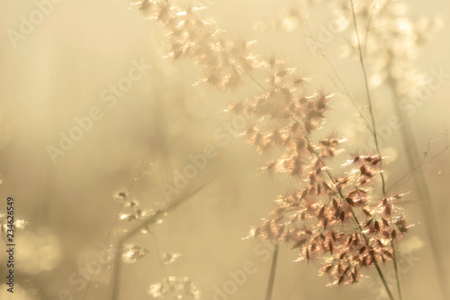 grass flower in nature background © taweesak