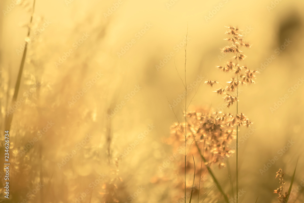 grass flower in nature background grass flower in nature background