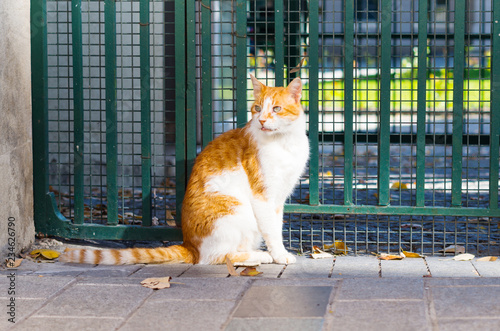 A slender ginger cat on a street of Istanbul.