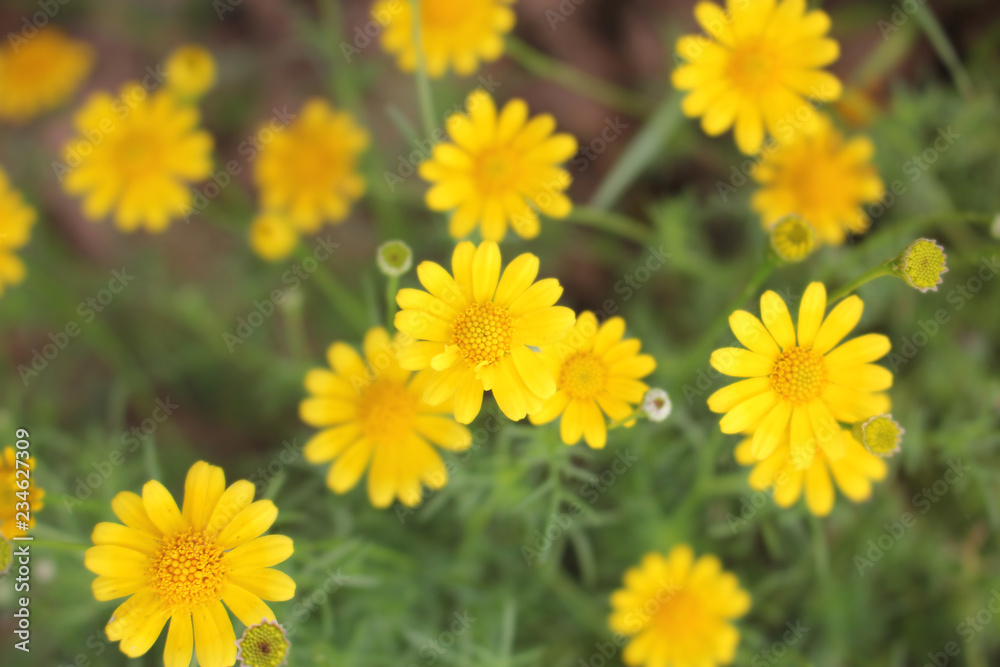 The flower in nature background, the flower pattern The flower in nature background, the flower pattern