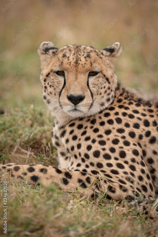 Close-up of cheetah looking at the camera Close-up of cheetah looking at the camera