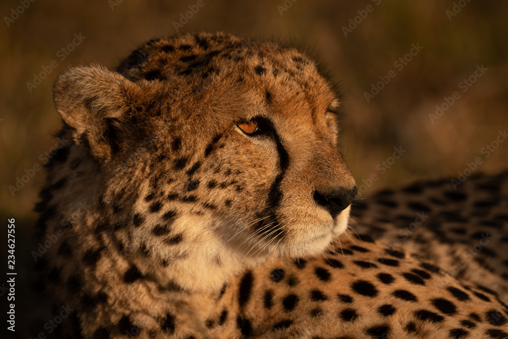 Close-up of cheetah lying in sunset light Close-up of cheetah lying in sunset light