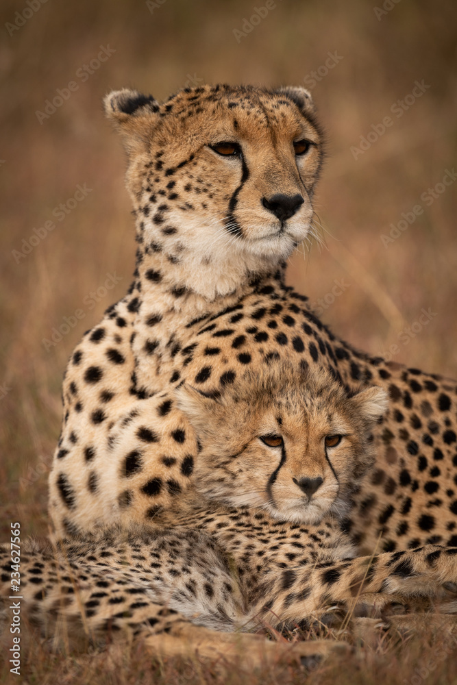Close-up of cheetah looking out over cub Close-up of cheetah looking out over cub