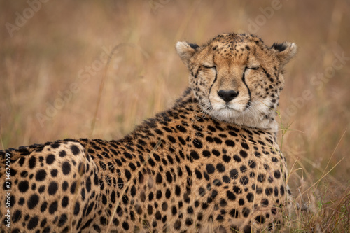 Close-up of cheetah lying with eyes closed