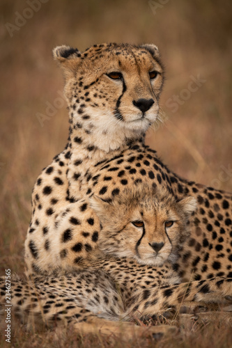 Close-up of cheetah looking out over cub