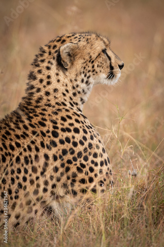 Close-up of cheetah lying in dry grass