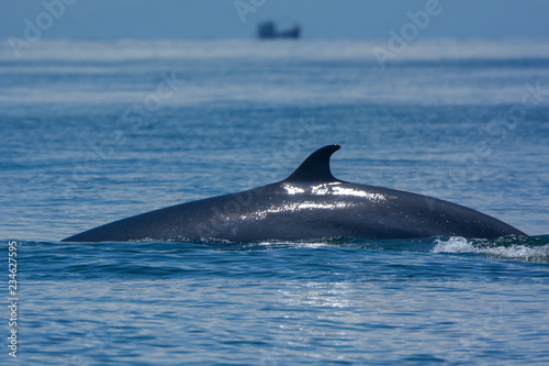 Bryde s whale or the Bryde s whale complex  in the gulf of Thailand.