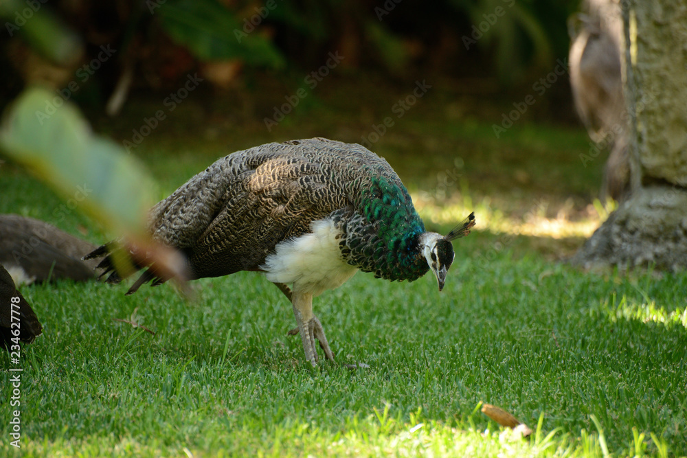 peacock on the background of green grass, zoo peacock on the background of green grass, zoo
