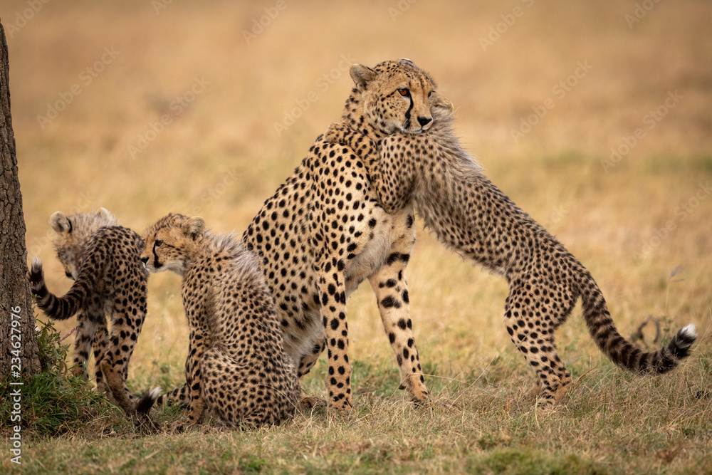Naklejka premium Cub hugs cheetah on grass beside siblings
