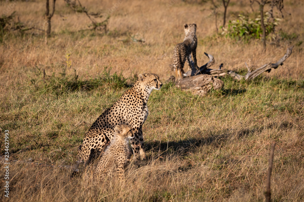 Naklejka premium Cub on log behind cheetah and sibling