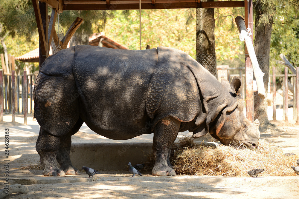 Naklejka premium African White Rhino in the zoo