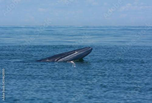 Bryde's whale or the Bryde's whale complex  in the gulf of Thailand. © aee_werawan