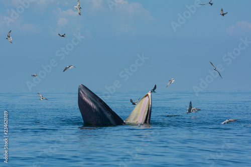 Bryde's whale or the Bryde's whale complex open mouth for eating fish in the sea, with seagulls