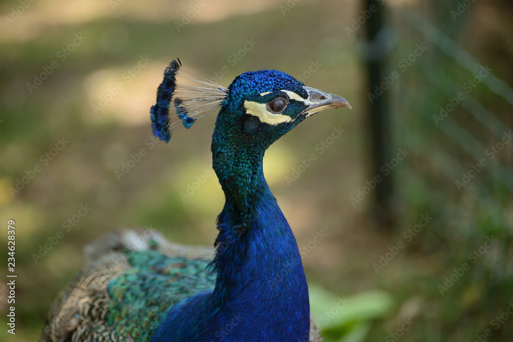 peacock on the background of green grass, zoo peacock on the background of green grass, zoo