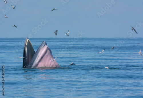 Bryde's whale or the Bryde's whale complex open mouth for eating fish in the sea, with seagulls