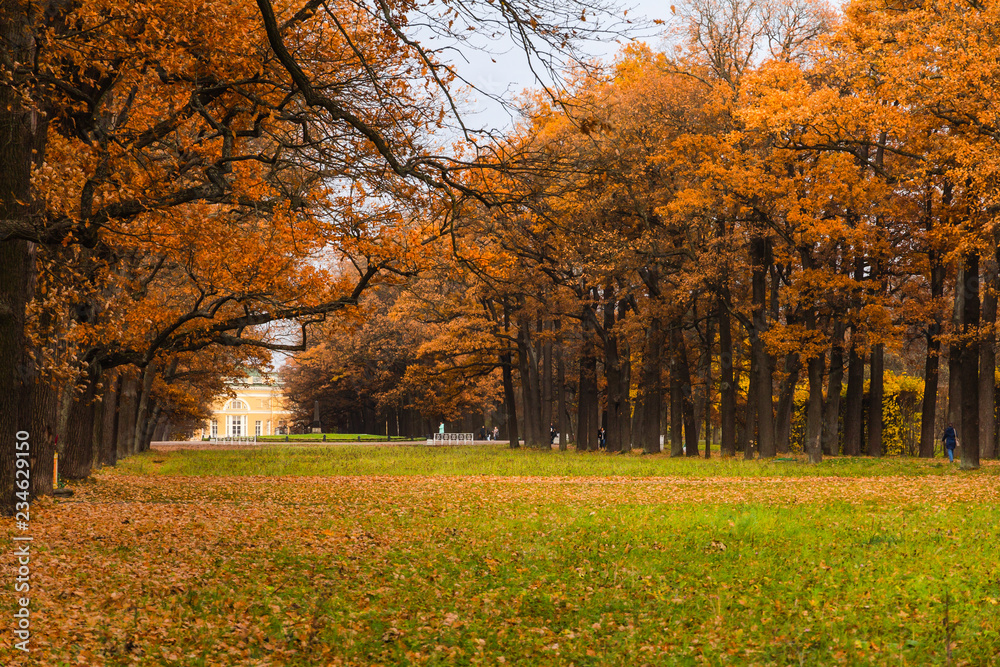 Shady Alley. Autumn in Pushkin, St. Petersburg, Russia Shady Alley. Autumn in Pushkin, St. Petersburg, Russia