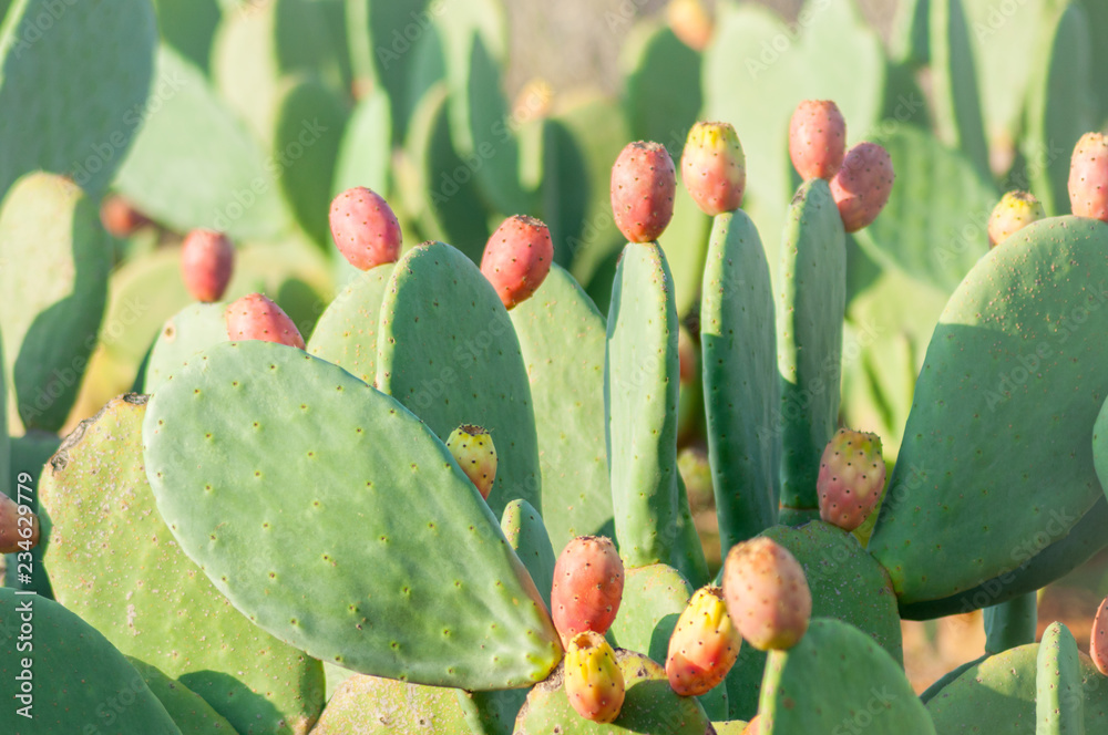 Opuntia plantation (garden), closeup view Opuntia plantation (garden), closeup view