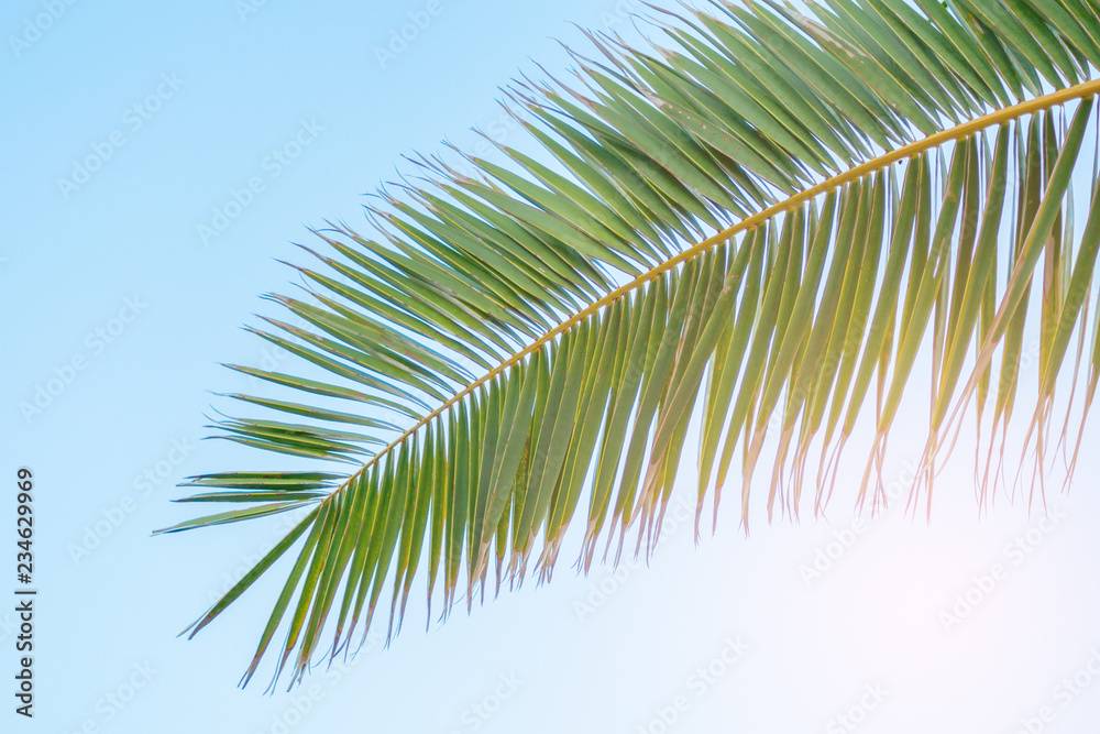 Brnch of tropical palm illuminated by sun (toned) Brnch of tropical palm illuminated by sun (toned)