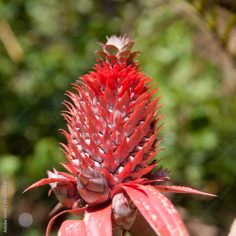 Fototapeta premium Pineapple flower close-up.