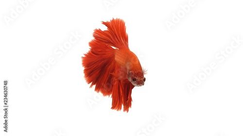 Red orange siamese fighting fish with half moon tail swimming in front of isolated white background. photo