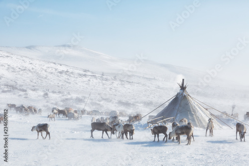 herd of deer near a Nenets chums on a winter day, Yamal, Russia. photo