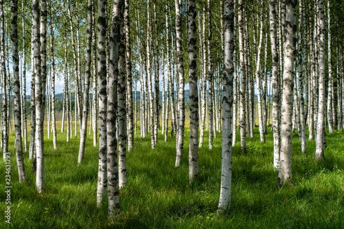 Beautiful summer view of a hurst of birch trees with green grass forest floor