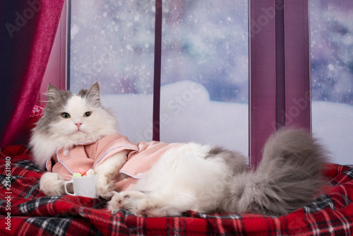 cat in pajamas drinking hot cocoa with marshmallows