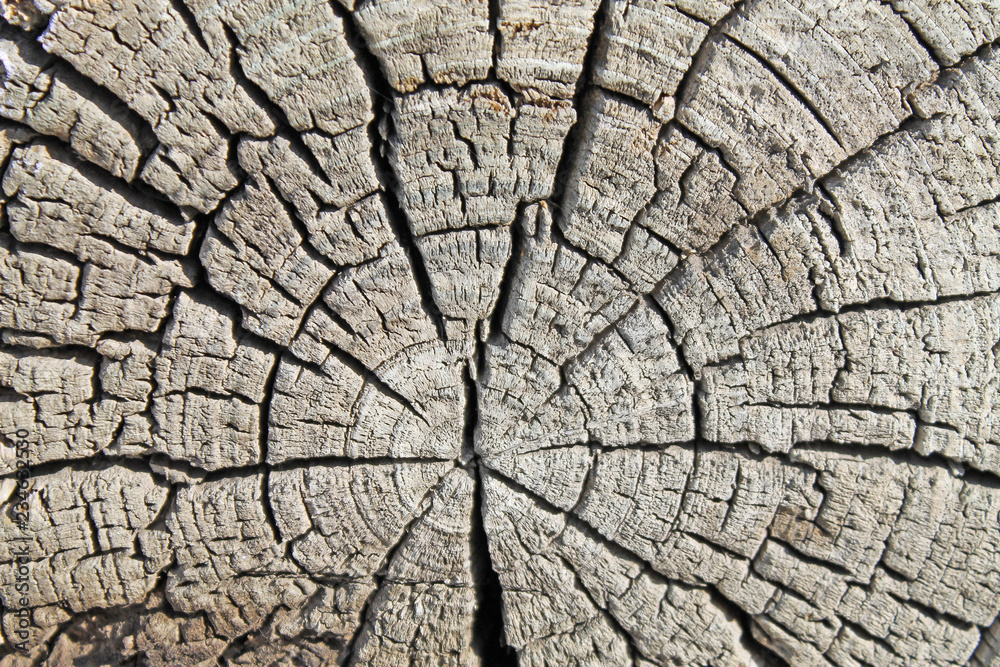 The old wood texture with natural patterns. Cross-section of the old tree The old wood texture with natural patterns. Cross-section of the old tree