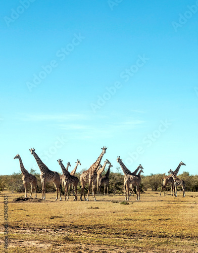 Giraffes in the prairies with acacias from Kenya on a cloudy day © Tomas