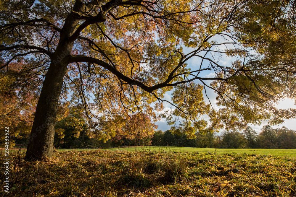 Fototapeta premium In the autumnal shade of tree in Sefton Park