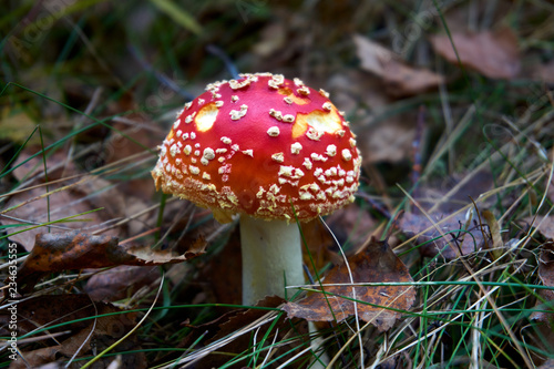Amanita Muscaria, poisonous mushroom