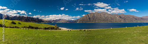 Sheep on a field near Lake Hawea with mountains in the background, Sounh Island, New Zealand © Martin Valigursky