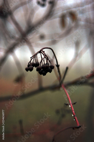 Autumn gifts
