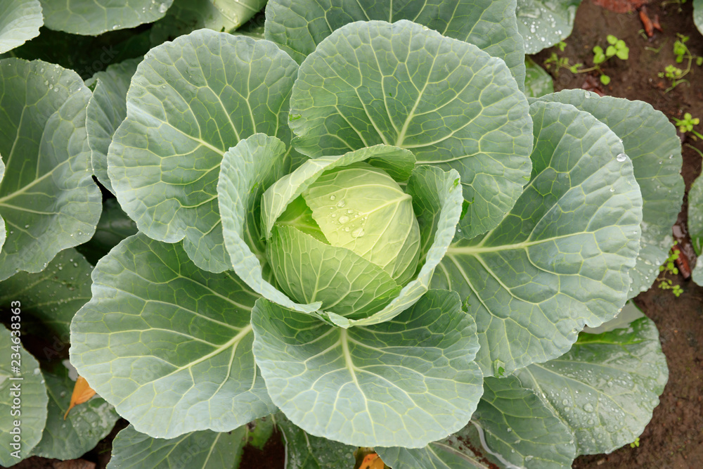 Fototapeta premium Cabbage field - Fall of Tokyo