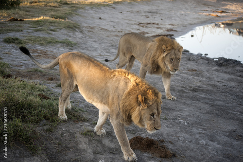 lions in the savannah