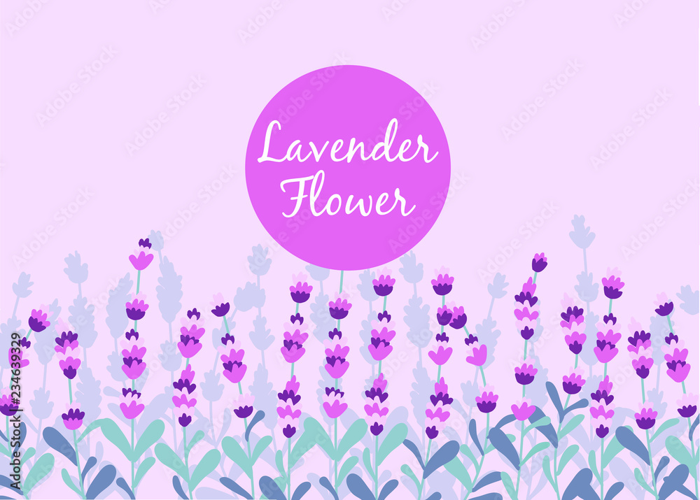 Lavender beautifull field background vector illutration 