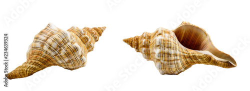 Fotografie Pleuroploca trapezium, trapezium horse conch shell isolated on white