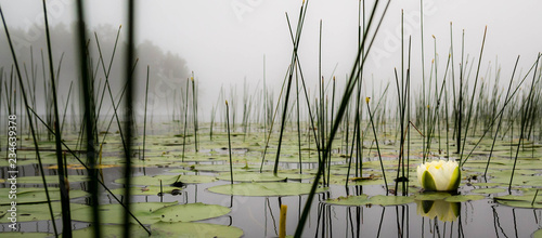 Lilly pads and reeds on a calm foggy lake in northern Wisconsin