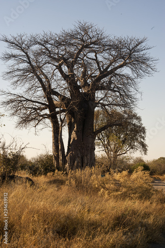 Baobab in the savannah