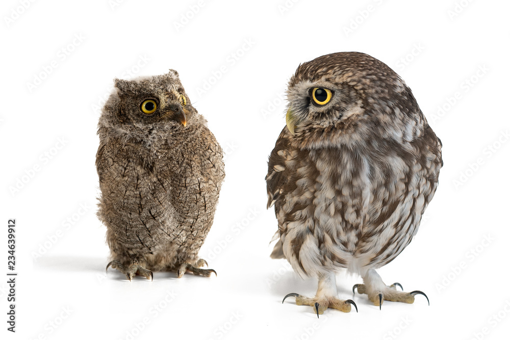 Little Owl (Athene noctua) and European scops owl (Otus scops) standing on a white background Little Owl (Athene noctua) and European scops owl (Otus scops) standing on a white background