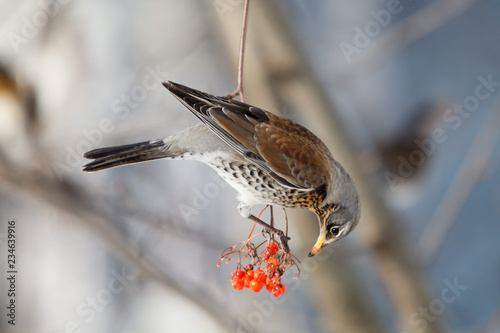 fieldfare. Turdus pilaris