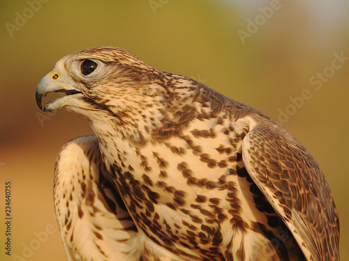 Prtrait of Falcon