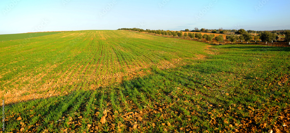 Fields of cereal crops, southern Spain