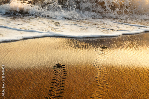 A couple of sea turtles walk along the beach to the sea water