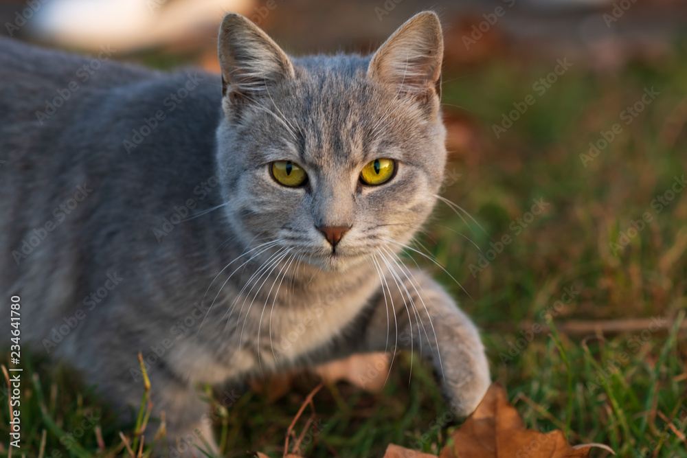 The portrait of gray cat with green eyes in autumn park