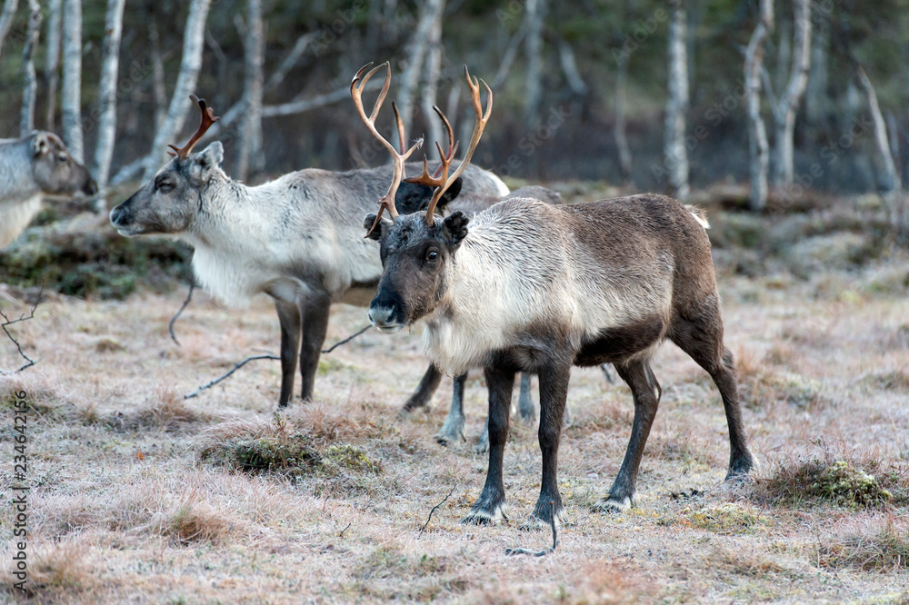 reindeer in its natural environment in scandinavia .Tromso Lapland reindeer in its natural environment in scandinavia .Tromso Lapland