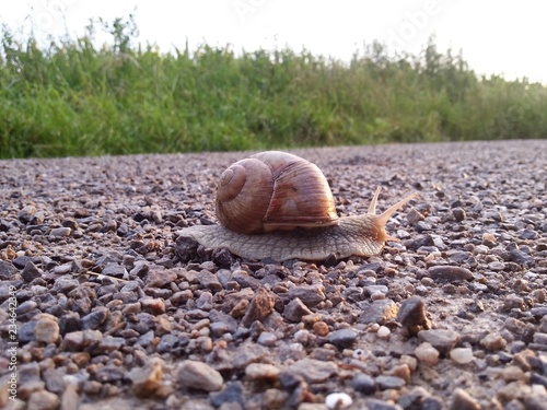 Weinbergschnecke auf einem geschotterten Waldweg photo