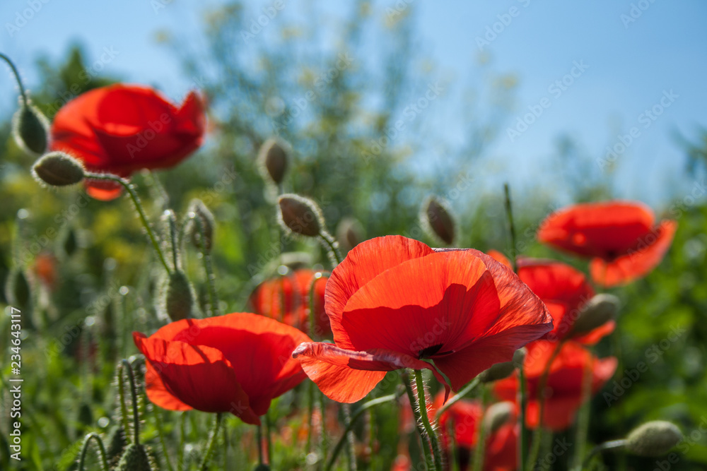 Obraz premium beautiful field with red poppies flowers in spring in May. selective focus