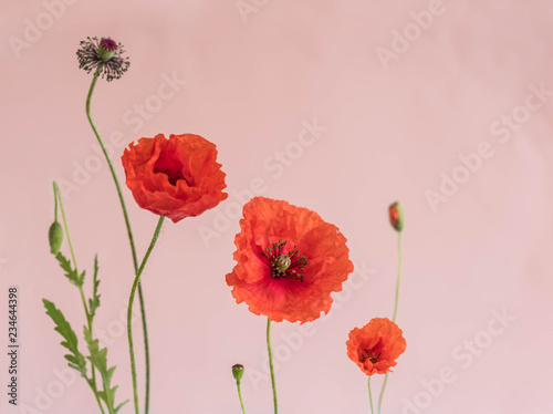Fototapeta Naklejka Na Ścianę i Meble -  Beautiful red poppies with its buds and leaves on pink background
